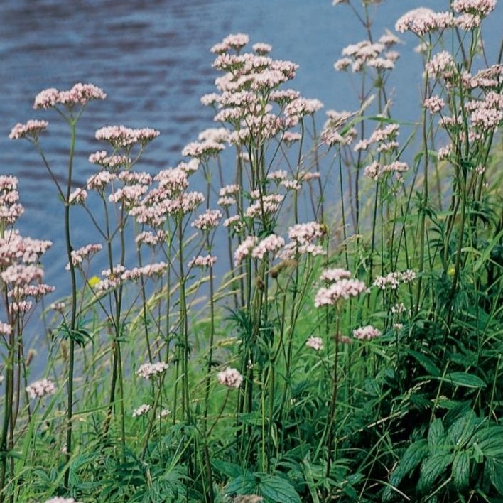 Valeriana officinalis